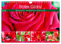 Roter Glanz Blütenpracht (Wandkalender 2025 DIN A4 quer), CALVENDO Monatskalender