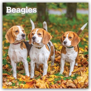 Publishers, Browntrout. Beagles 2027 - 16-Monatskalender - Original BrownTrout-Kalender [Mehrsprachig] [Kalender]. Browntrout Verlags GmbH, 2026.