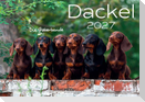 Dackel 2027 Wandkalender