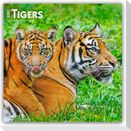Tigers - Tiger 2027 - 16-Monatskalender