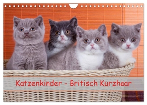 Wejat-Zaretzke, Gabriela. Katzenkinder Britisch Kurzhaar (Wandkalender 2024 DIN A4 quer), CALVENDO Monatskalender - Katzenkinder im Studio. Calvendo, 2023.