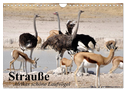 Strauße. Afrikas schöne Laufvögel (Wandkalender 2024 DIN A4 quer), CALVENDO Monatskalender