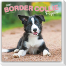 Border Collie Puppies - Border Collie Welpen 2027 - 16-Monatskalender