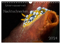 Unterwasserwelt Nacktschnecken (Wandkalender 2024 DIN A4 quer), CALVENDO Monatskalender