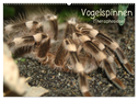 Vogelspinnen (Theraphosidae) (Wandkalender 2024 DIN A2 quer), CALVENDO Monatskalender