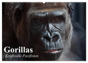 Gorillas. Kraftvolle Pazifisten (Wandkalender 2024 DIN A2 quer), CALVENDO Monatskalender