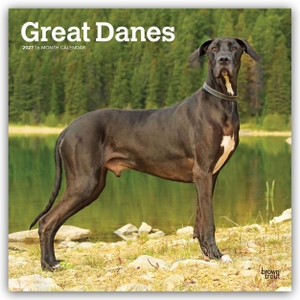 Publishers, Browntrout. Great Danes - Deutsche Dogge 2027 - 16-Monatskalender - Original BrownTrout-Kalender [Mehrsprachig] [Kalender]. Browntrout Verlags GmbH, 2026.