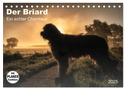 Der Briard 2025 - Ein echter Charmeur (Tischkalender 2025 DIN A5 quer), CALVENDO Monatskalender