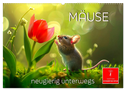 Mäuse - neugierig unterwegs (Wandkalender 2025 DIN A2 quer), CALVENDO Monatskalender