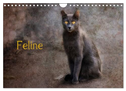 Feline (Wandkalender 2024 DIN A4 quer), CALVENDO Monatskalender