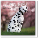 Dalmatians - Dalmatiner 2027 - 16-Monatskalender