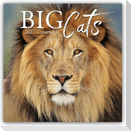 Big Cats - Raubkatzen - Löwen Tiger Geparden Leoparden 2027 - 16-Monatskalender