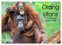 Orang Utans: Zu Besuch im Regenwald (Wandkalender 2024 DIN A3 quer), CALVENDO Monatskalender