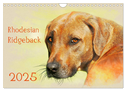 Rhodesian Ridgeback 2025 (Wandkalender 2025 DIN A4 quer), CALVENDO Monatskalender