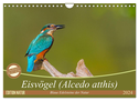Eisvögel (Alcedo atthis) - Edelsteine der Natur (Wandkalender 2024 DIN A4 quer), CALVENDO Monatskalender