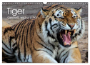 Tiger. Gestreift, wild u. schön (Wandkalender 2024 DIN A3 quer), CALVENDO Monatskalender