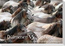 Dülmener Wildpferde - Gefährdete Nutztierrasse (Wandkalender immerwährend DIN A2 quer)