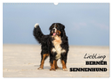 Liebling BERNER SENNENHUND (Wandkalender 2025 DIN A3 quer), CALVENDO Monatskalender