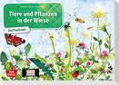 Tiere und Pflanzen in der Wiese. Kamishibai Bildkartenset.
