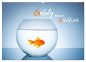 Goldy - mein Goldfisch (Wandkalender 2024 DIN A2 quer), CALVENDO Monatskalender