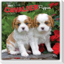 Cavalier King Charles Spaniel Puppies - Cavalier King Charles Spaniel Welpen 2027 - 16-Monatskalender