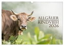 Allgäuer Rindvieh 2026 (Wandkalender 2026 DIN A3 quer), CALVENDO Monatskalender