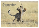 Geparden - Afrikas grazile Katzen (Wandkalender 2024 DIN A3 quer), CALVENDO Monatskalender