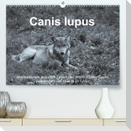 Canis lupus (Premium, hochwertiger DIN A2 Wandkalender 2023, Kunstdruck in Hochglanz)