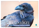 Rabenvögel: Schwarz, schlau, schön (Wandkalender 2025 DIN A3 quer), CALVENDO Monatskalender