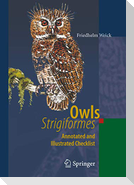 Owls (Strigiformes)