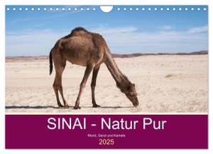 Wiens, Claudia. Sinai - Natur Pur (Wandkalender 2025 DIN A4 quer), CALVENDO Monatskalender - Entdecken Sie atemberaubenden Landschaften.. Calvendo, 2024.
