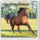 Quarter Horses - Quarter Horse 2027 - 16-Monatskalender