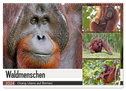 Waldmenschen - Orang Utans auf Borneo (Wandkalender 2024 DIN A2 quer), CALVENDO Monatskalender