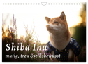 Shiba Inu - mutig, treu, selbstbewusst (Wandkalender 2025 DIN A4 quer), CALVENDO Monatskalender