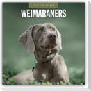 Weimaraners - Weimaraner 2027 - 16-Monatskalender