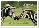 Zebras - Faszination der Wildnis (Wandkalender 2025 DIN A3 quer), CALVENDO Monatskalender
