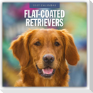 Flat-Coated Retrievers - Flat Coated Retriever 2027 - 16-Monatskalender