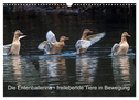 Die Entenballerina - freilebende Tiere in Bewegung (Wandkalender 2025 DIN A3 quer), CALVENDO Monatskalender