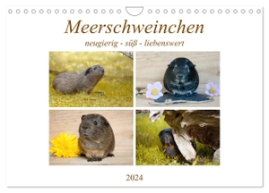 Fischer, Petra. MEERSCHWEINCHEN neugierig - süß - liebenswert (Wandkalender 2024 DIN A4 quer), CALVENDO Monatskalender - Glatthaar-Meerschweinchen. Calvendo, 2023.