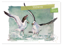 Möwen - Aquarelle von Julia Pasinski (Wandkalender 2024 DIN A2 quer), CALVENDO Monatskalender