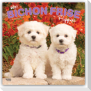 Bichon Frisé Puppies - Bichon Frisé Welpen 2027 - 16-Monatskalender