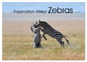 Faszination Afrika: Zebras (Tischkalender 2024 DIN A5 quer), CALVENDO Monatskalender