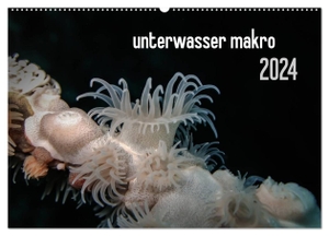 Weber-Gebert, Claudia. unterwasser makro 2024 (Wandkalender 2024 DIN A2 quer), CALVENDO Monatskalender - unterwasser makro - zauberhafte Makrowelt der Meere. Calvendo Verlag, 2023.