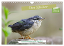 Der Kleiber - Ostfriesenfotografie und der Vogel-Zorro (Wandkalender 2024 DIN A4 quer), CALVENDO Monatskalender