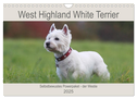 West Highland White Terrier - Selbstbewustes Powerpaket - der Westie (Wandkalender 2025 DIN A4 quer), CALVENDO Monatskalender