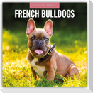 French Bulldogs - Französische Bulldoggen 2027 - 16-Monatskalender