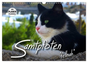 Bleicher, Renate. SAMTPFOTEN "fellnah" (Wandkalender 2024 DIN A3 quer), CALVENDO Monatskalender - Faszinierende Katzen "fellnah" abgelichtet. Calvendo Verlag, 2023.