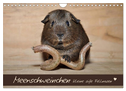 Meerschweinchen - Kleine süße Fellnasen (Wandkalender 2024 DIN A4 quer), CALVENDO Monatskalender