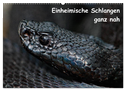 Einheimische Schlangen ganz nah (Wandkalender 2025 DIN A2 quer), CALVENDO Monatskalender