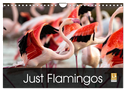 Just Flamingos (Wall Calendar 2024 DIN A4 landscape), CALVENDO 12 Month Wall Calendar